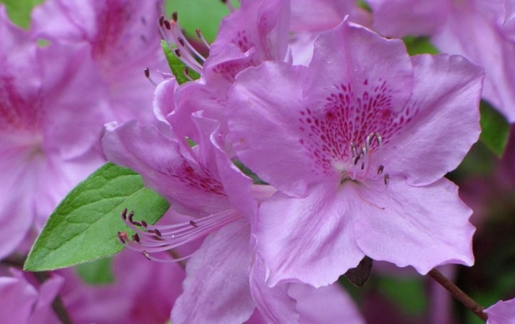 Glenn Dale Azalea