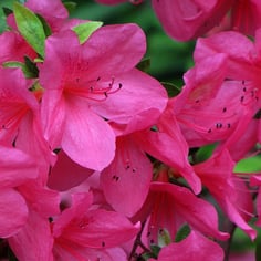 Glenn Dale Azalea 2