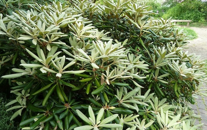 Yak Rhododendron