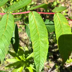 Smooth Sumac 2