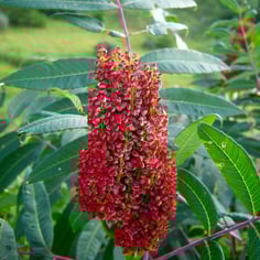 Smooth Sumac 3