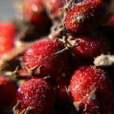 Smooth Sumac 4