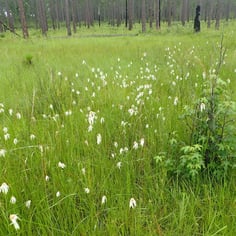 Broadleaf Whitetop Sedge 2