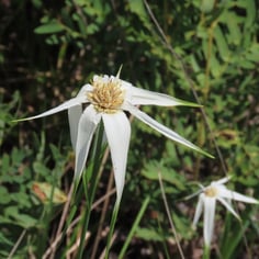 Broadleaf Whitetop Sedge 3
