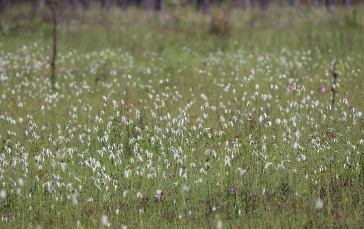 Broadleaf Whitetop Sedge