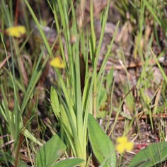 Broadleaf Whitetop Sedge 4
