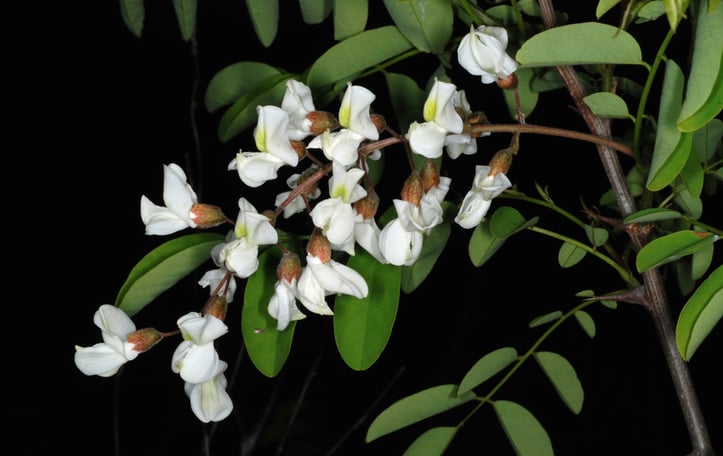 Black Locust