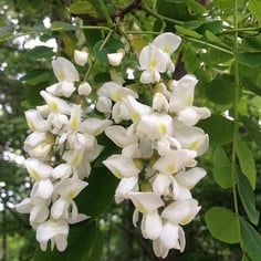 Black Locust 3