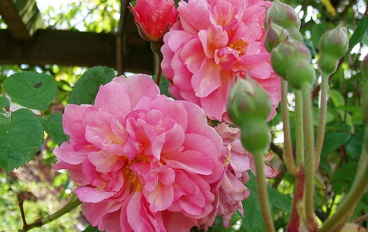 Cornelia musk rose