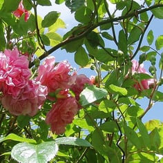 Cornelia musk rose 2