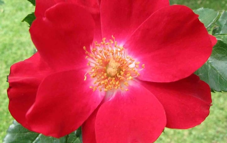 Dortmund rose