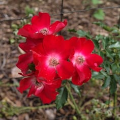 Dortmund rose 2