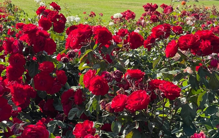 Europeana floribunda rose