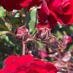 Europeana floribunda rose 2
