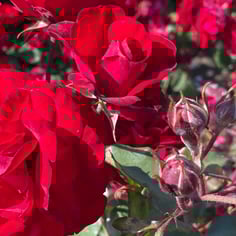 Europeana floribunda rose 3