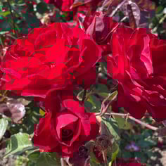Europeana floribunda rose 4