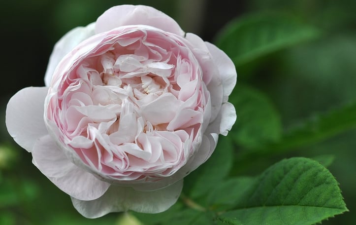 Alba Maiden's Blush rose