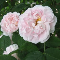 Alba Maiden's Blush rose 2