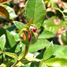 Heart 'n' Soul rose 3