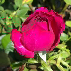 Heart 'n' Soul rose 4