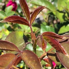 Heart 'n' Soul rose 2