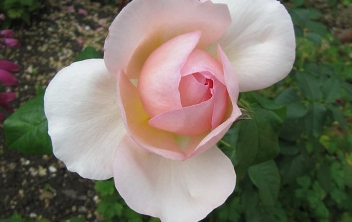 Heritage rose