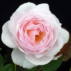 Heritage rose 2
