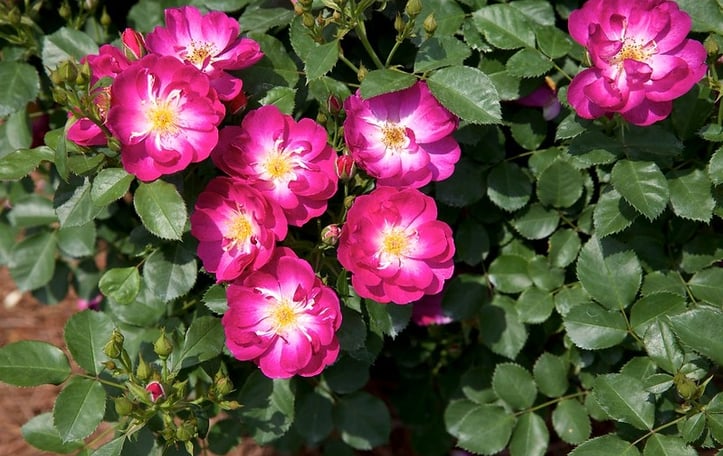 International Herald Tribune rose