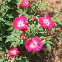 International Herald Tribune rose 2