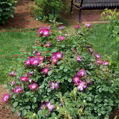 International Herald Tribune rose 3