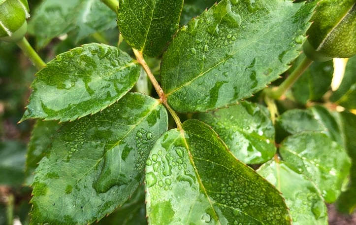 Absolutely Fabulous Rose