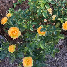 Absolutely Fabulous Rose 2