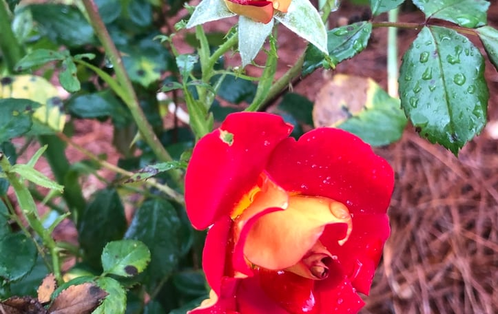 Ketchup & Mustard™ Floribunda Rose