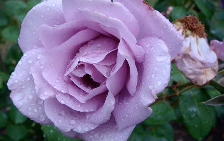Lilac Rose