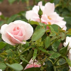 Many Happy Returns rose 3