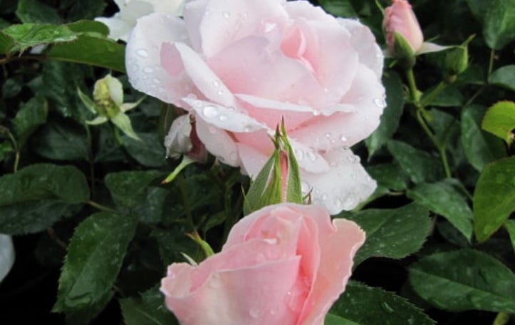 Many Happy Returns rose