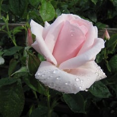 Many Happy Returns rose 2