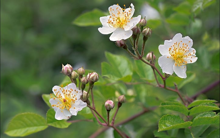 Chinese Many-Flowered Rose
