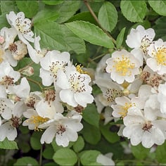 Chinese Many-Flowered Rose 2