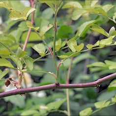 Chinese Many-Flowered Rose 4