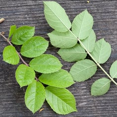 Chinese Many-Flowered Rose 3