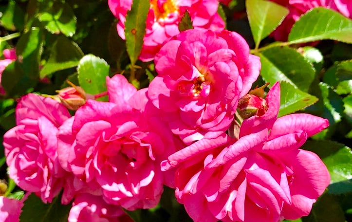 Rosa Palmgarten Frankfurt™ 'KORsilan'