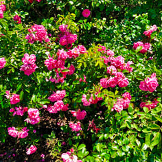 Rosa Palmgarten Frankfurt™ 'KORsilan' 4