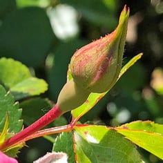 Rosa Palmgarten Frankfurt™ 'KORsilan' 2