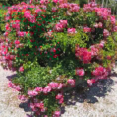 Rosa Palmgarten Frankfurt™ 'KORsilan' 3