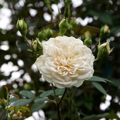 Climbing Sombrueuil 2