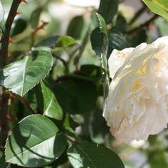 Climbing Sombrueuil 3