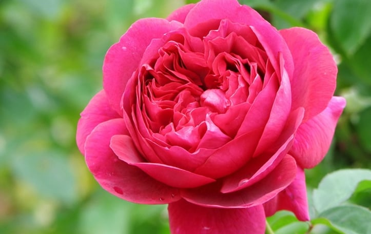 The Dark Lady rose