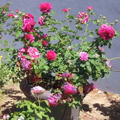 The Dark Lady rose 2