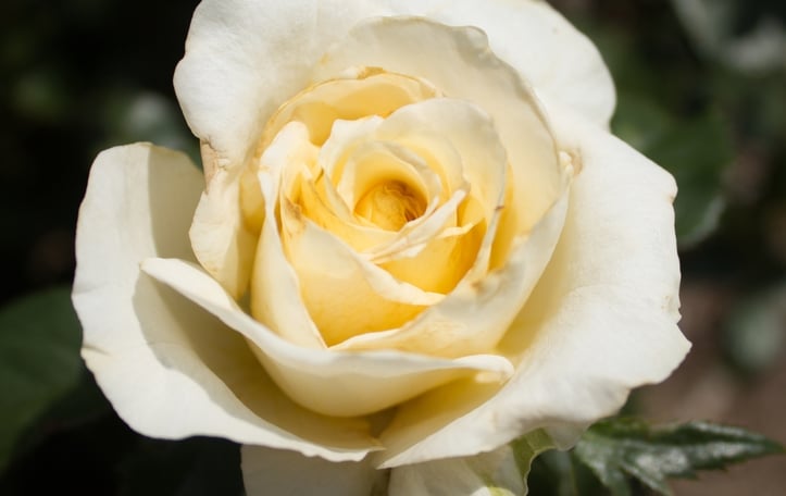 Rosa White Licorice™ 'Wekdidusinra'